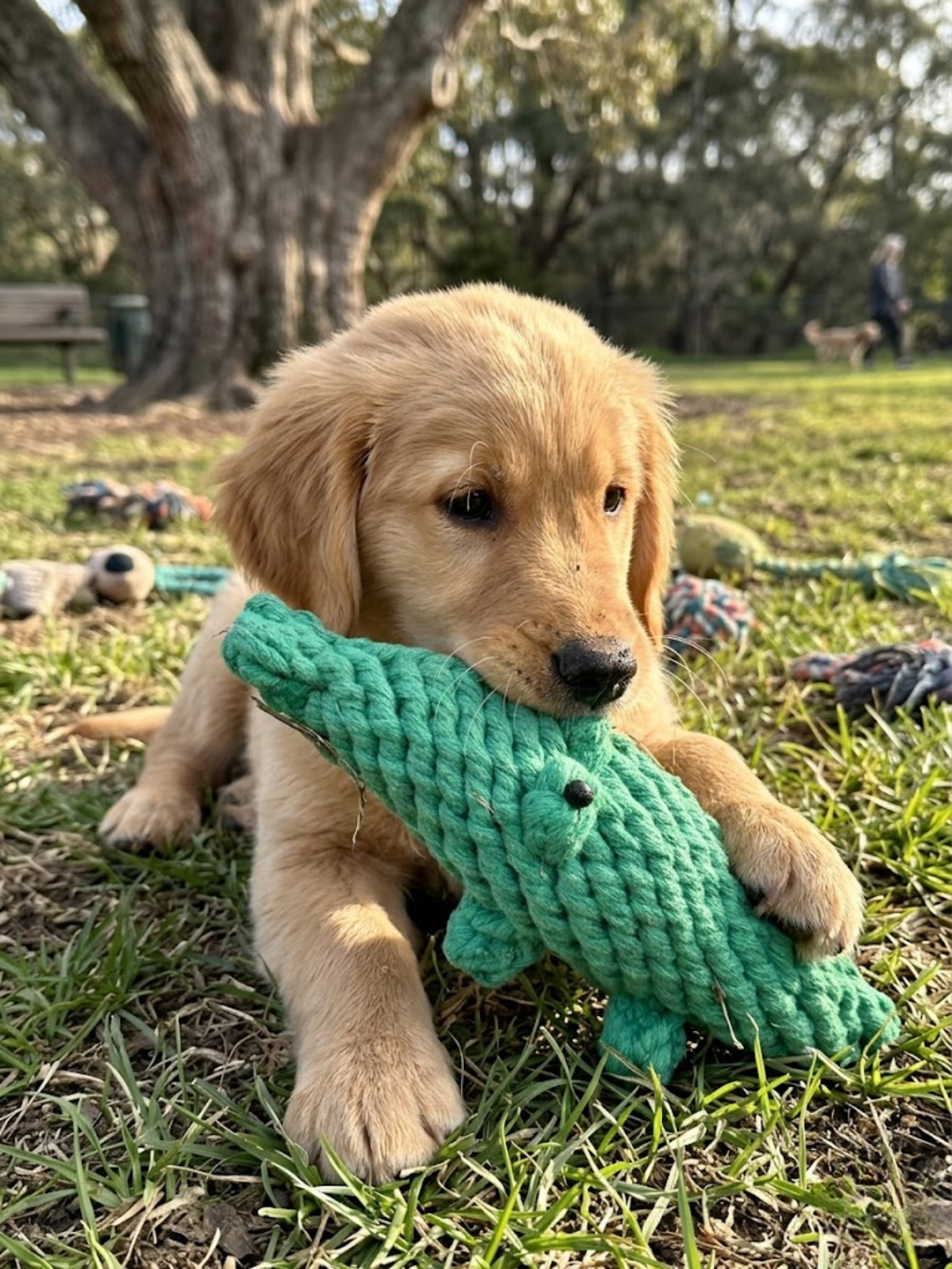 Crocky